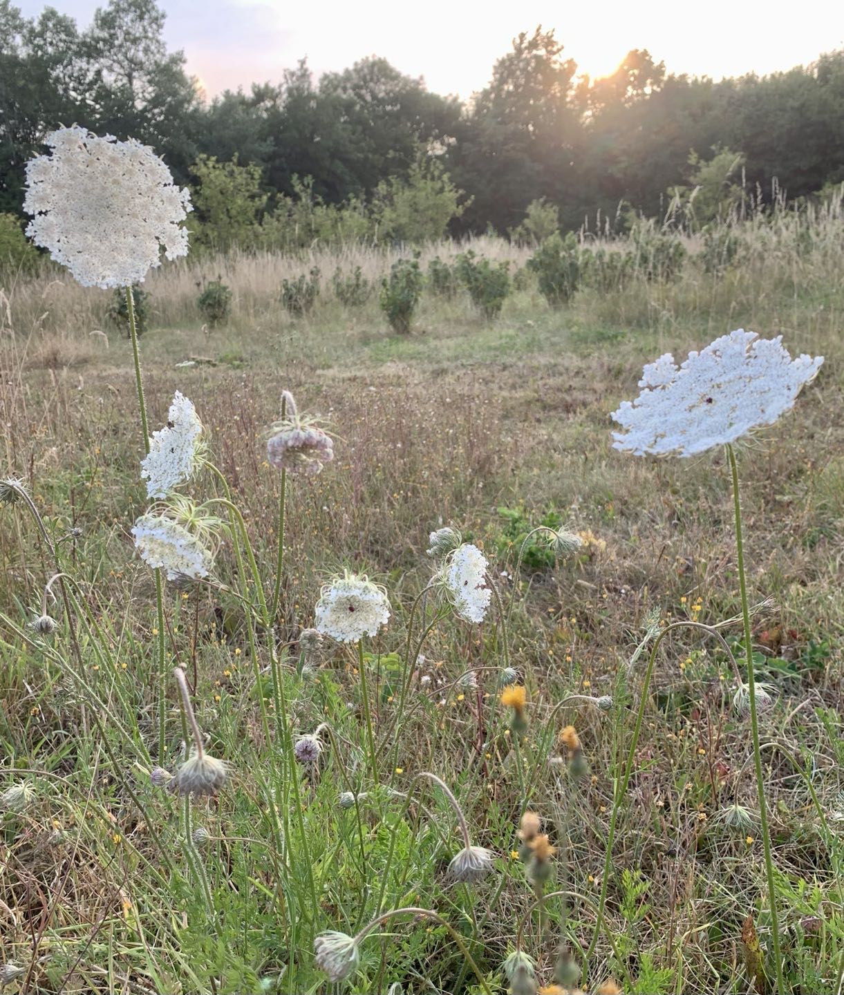 Queen Anne’s Lace in foreground, currants in mid ground on a coolish evening, braced for the heat storm tomorrow, wish them luck! #cotswolds #artisan #organic #liqueurs #rewilding #phewwhatascorchet