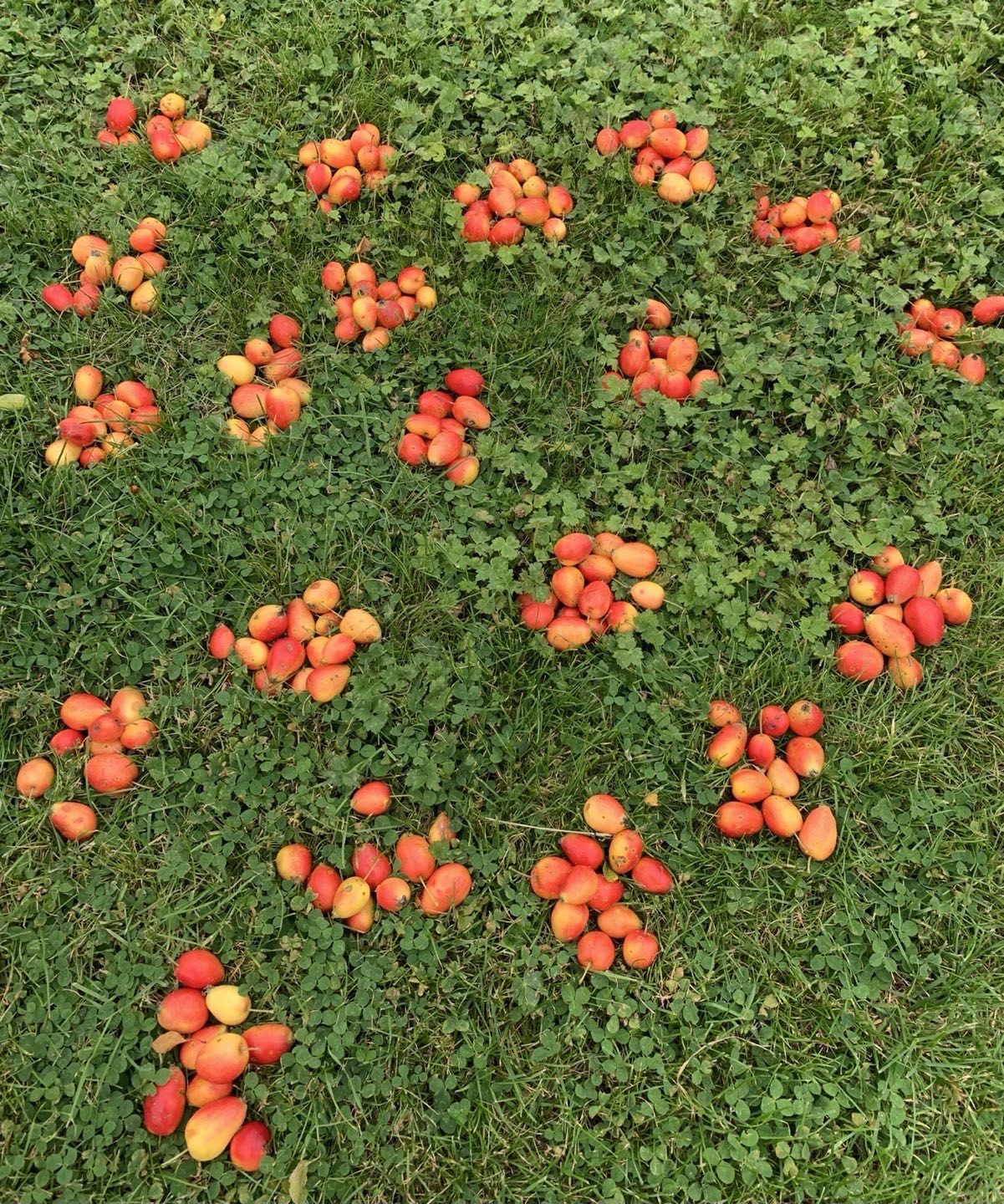 Crab apples placed in groups on the lawn for counting. Got to get the recipe right for this year’s Crab Apple Gin…! #gin #cotswolds #organic #artisan #mixology #cocktails #budtobottle